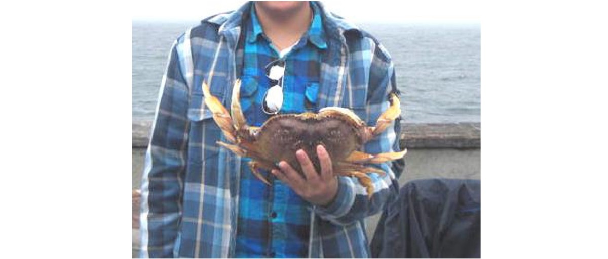 太平洋釣珍寶蟹回味無窮