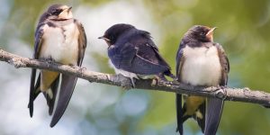 風情剪影(九)- 燕子的愛與悲(外一篇)