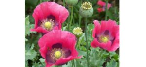 不能觸碰的美麗 —— 罌粟花